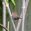 Eurasian Wren