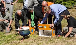 Image result for Bany takahe chicks