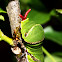 Common Mormon/ Swallowtail butterfly Caterpillar