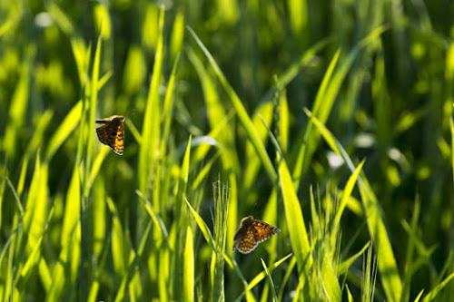 Love is in the air di Andrea Izzotti