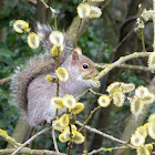 Grey Squirrel