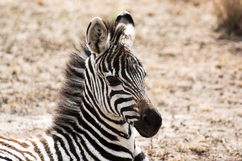 CUADERNO DEL VIAJE KENIA - Blogs de Kenia - ANIMALES (1)