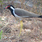 Red-wattled Lapwing