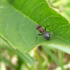 Carpenter Ant