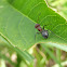 Carpenter Ant