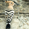 Hoopoe