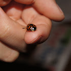 Harlequin Ladybird