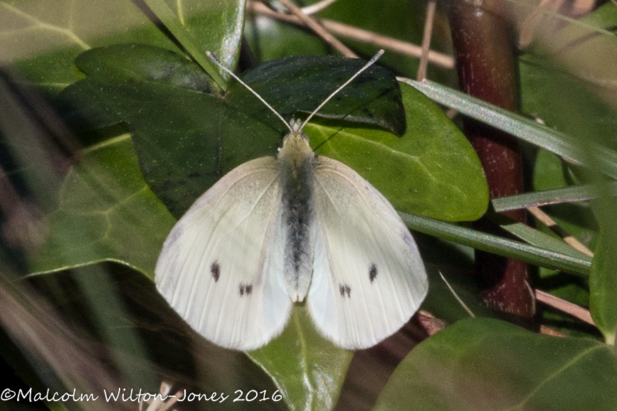 Small White