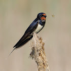 Golondrina común (Barn swallow)