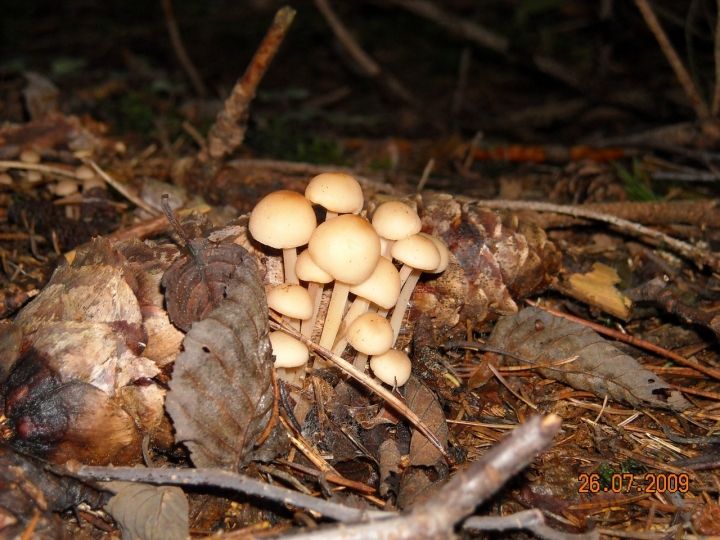 Sottobosco slovacco.. di psicorock