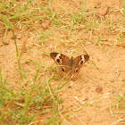 Common Buckeye