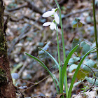 Snowdrop