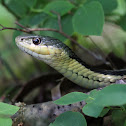 Common Garter Snake