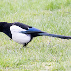 Magpie