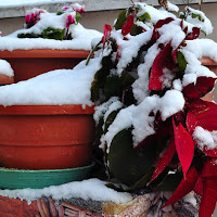 neve a roma di Domidi