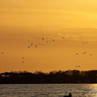 Birdwatching al tramonto di 