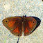 Red Satyr butterfly