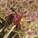 Italian Striped-Bug