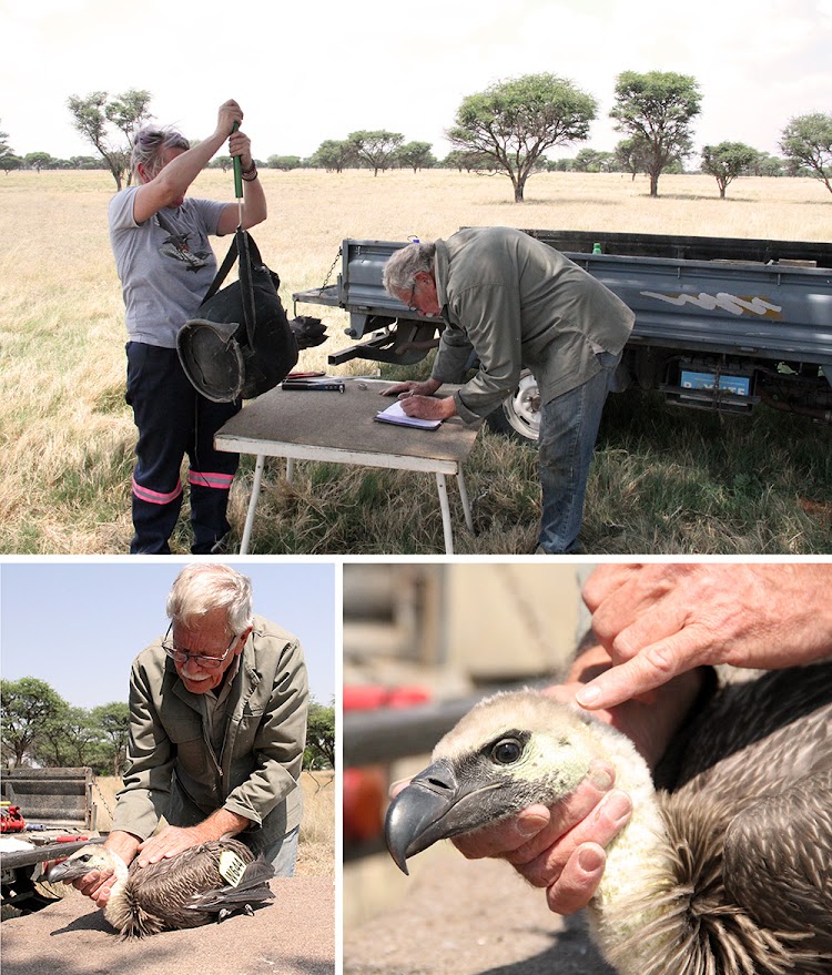 TOP: Ester van der Westhuizen-Coetzer weighs the white-backed vulture chick hanging in the bag. BOTTOM LEFT: Angus Anthony examines a white-backed vulture chick fitted with wing markers. BOTTOM RIGHT: A close-up of the chick.