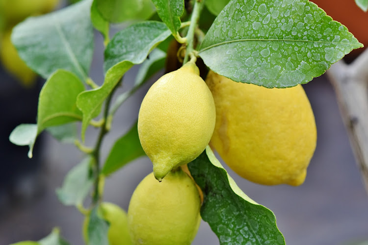 Citrus exports have grown by more than 40% in the past decade to about R20bn annually.