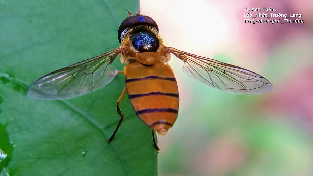 Orange striped hover fly