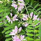 purple crownvetch