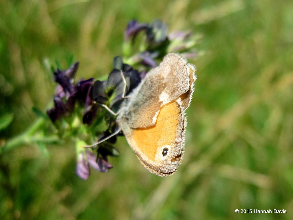 Small heath