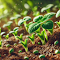 Item logo image for Soil and kindergarten