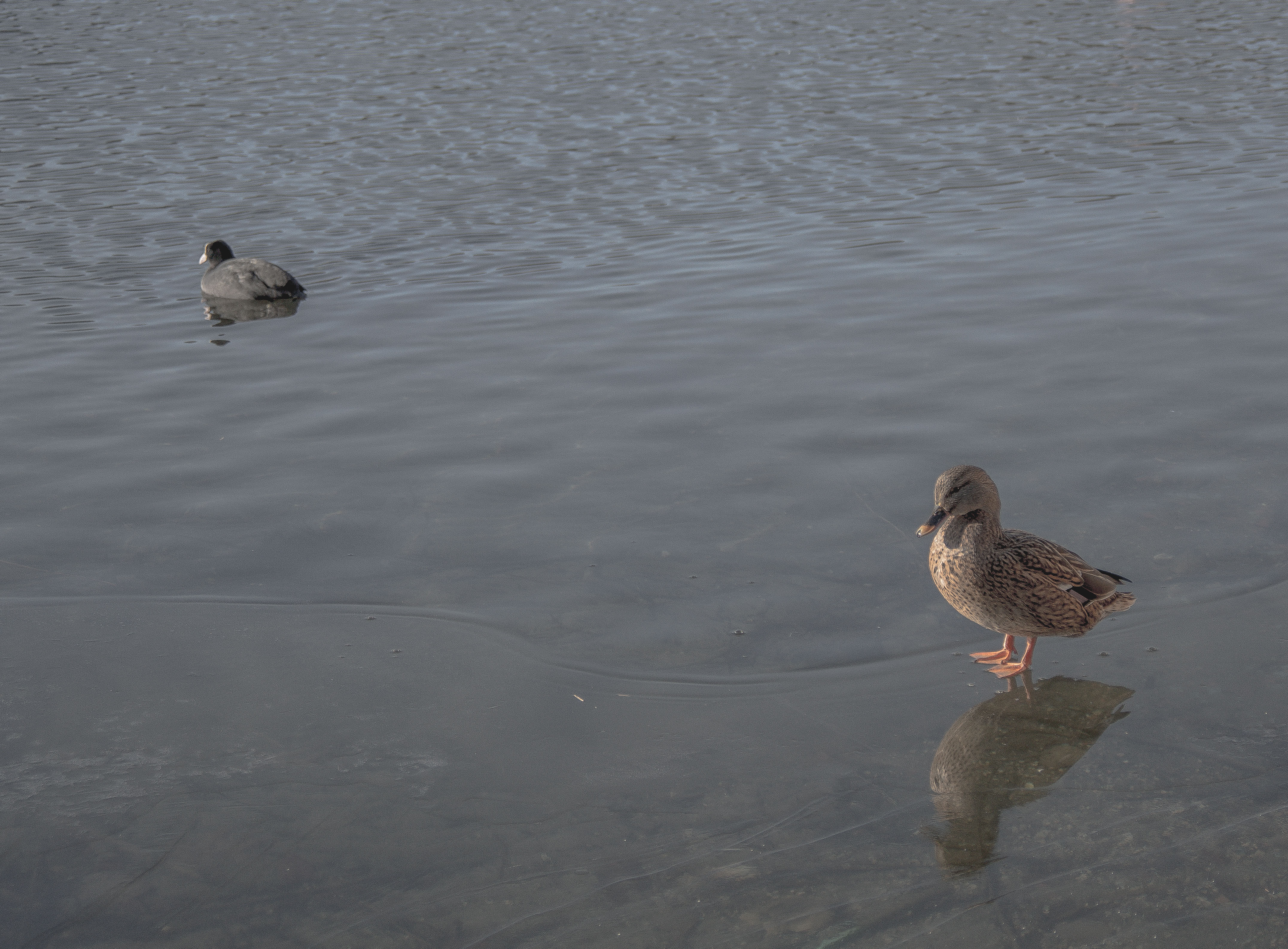 Duck on ice di alessio_birreci