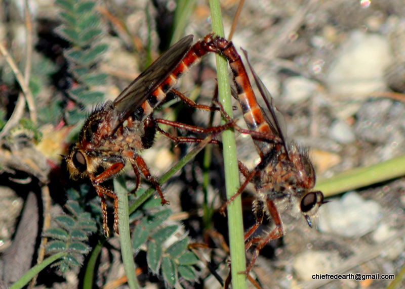 robberfly