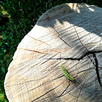 L’attesa prima del volo di 