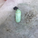 Monarch butterfly chrysalis