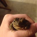 American Toad/Garden Toad