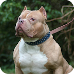 Pitbull Dog Wallpaper Apk