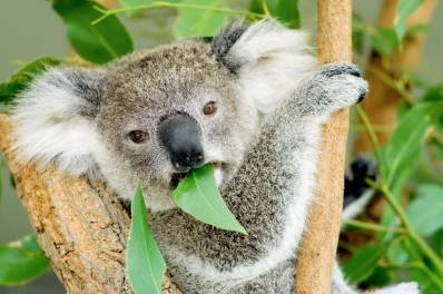 koala.png