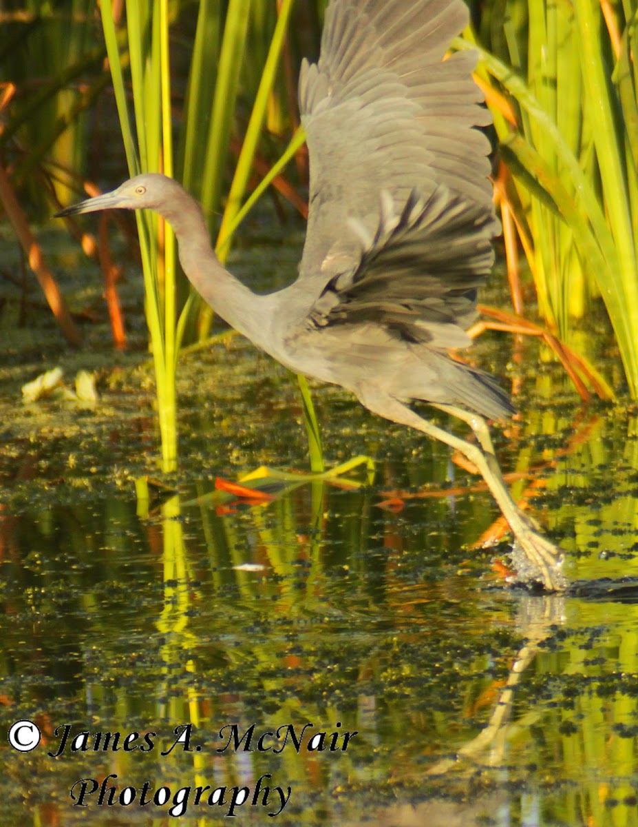 Little Blue Heron