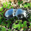 Ground Beetle