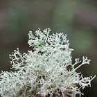 Dixie Reindeer Lichen