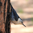 White-breasted nuthatch