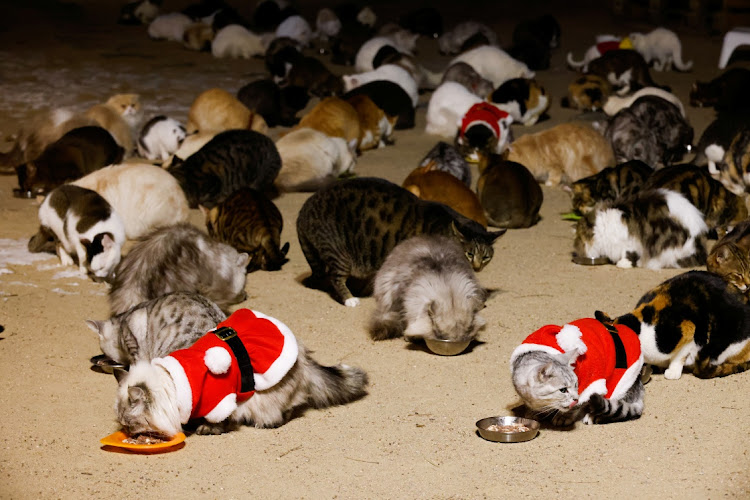 Cats dressed in Santa Claus costumes eat at a cat cafe in Seoul, South Korea, December 14, 2020.