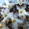 Buckeye Blooms.