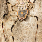 Ornamental tree trunk spider