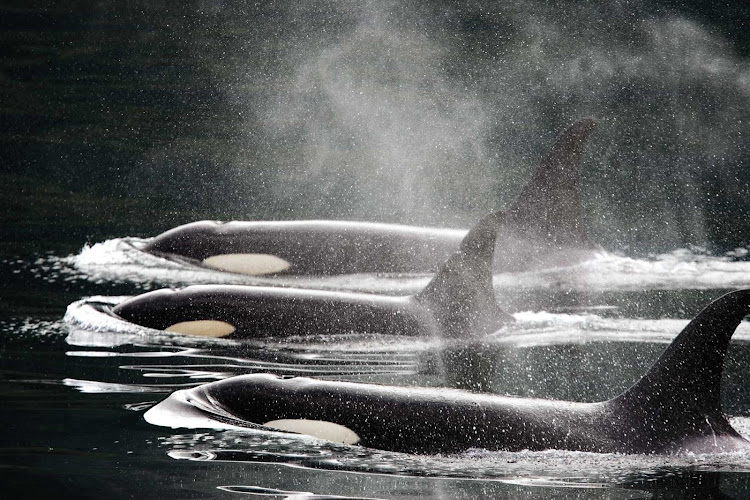 A family of killer whales surfaces in the Johnstone Strait in Vancouver during a Lindblad Expeditions tour.