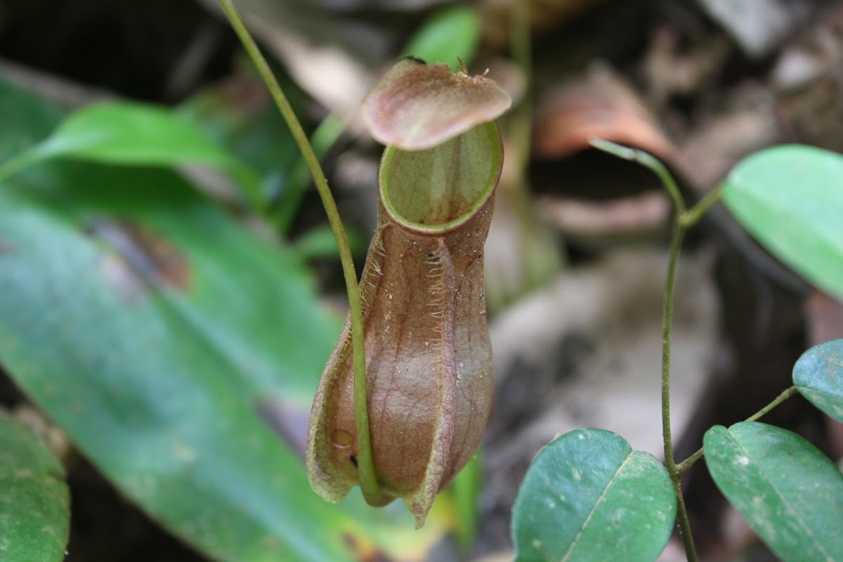 Pitcher Plant