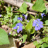 Common Blue Violet