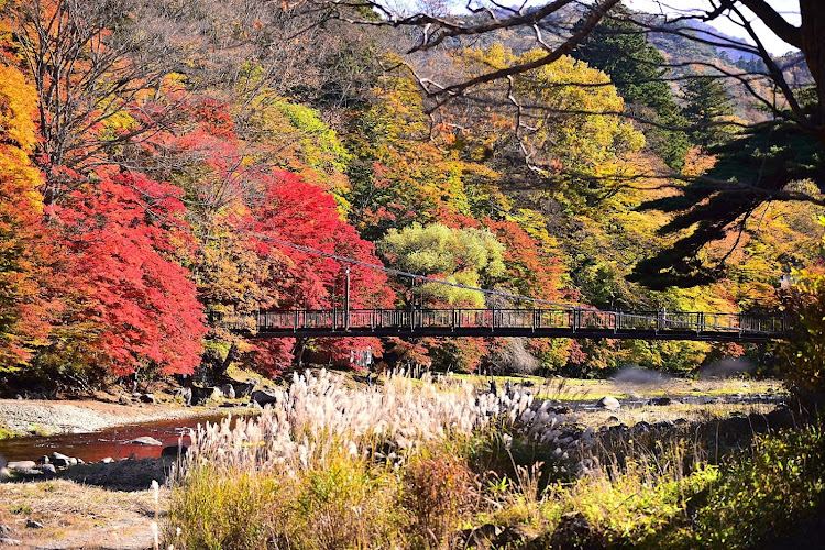 ゴルフトゥーランの11月も終わりですね・紅葉ドライブ・紅葉の峠道・この時期のドライブは大好き🍁💕・ニコイチバンパーに関するカスタム事例の投稿画像2枚目