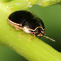 Black Bean Bug