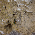 Mason Bee