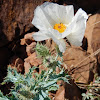 Prickly Poppy