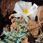 Prickly Poppy